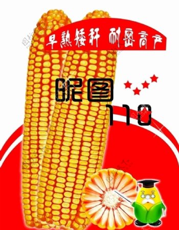 玉米最新品种宣传单图片