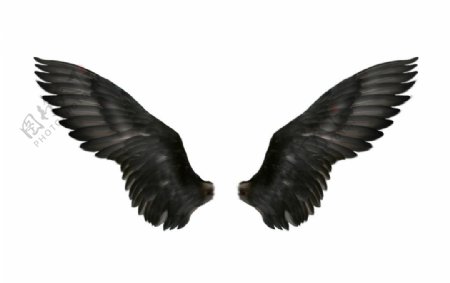 黑色羽翼图片