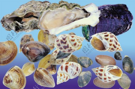 贝类牡蛎蛤蜊图片