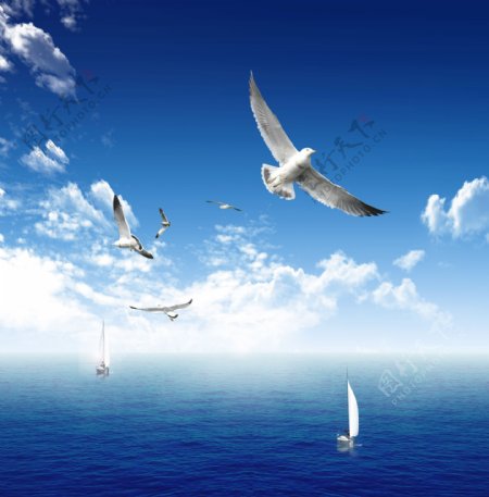 蓝天大海海鸥图片