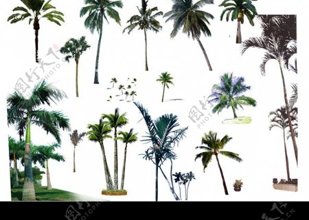 PSD分层素材棕榈椰树图片
