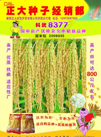 正大种子宣传彩页科优8377水稻新品种图片