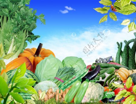 超市生鲜蔬菜大集合四图片
