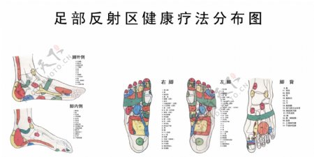 足部反射区健康疗法分布图图片