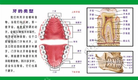 牙齿结构图图片