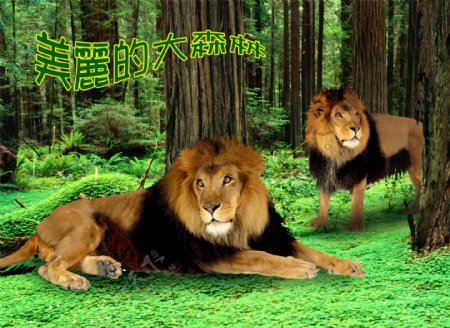 森林狮子图片
