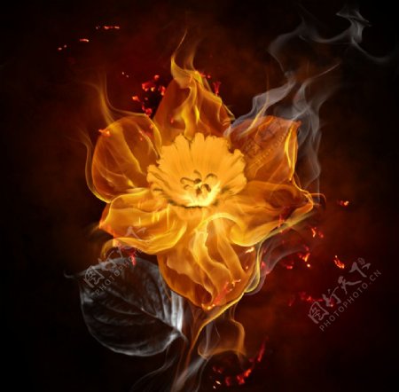 燃烧中的花朵图片