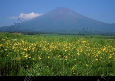 樱花与富士山0125