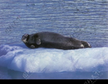 海狮冰雪熊0022