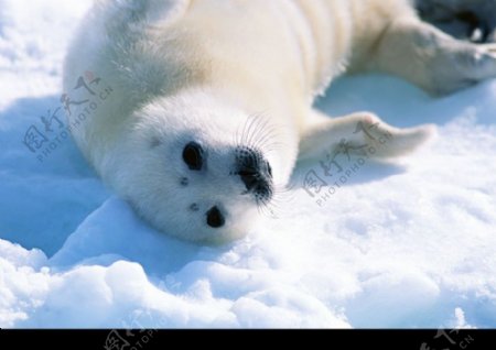 海狮冰雪熊0051