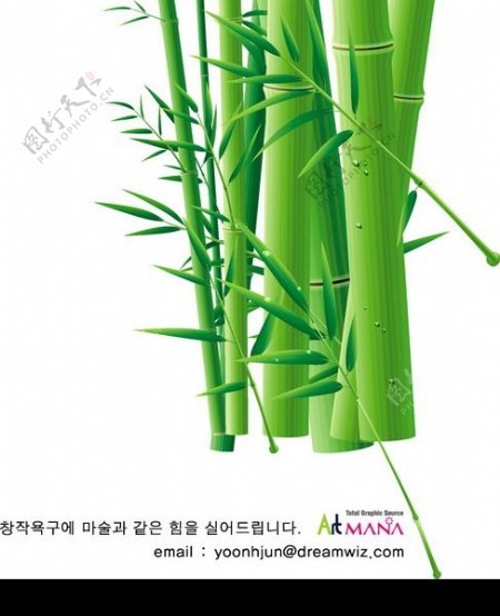 竹子荷花植物0040