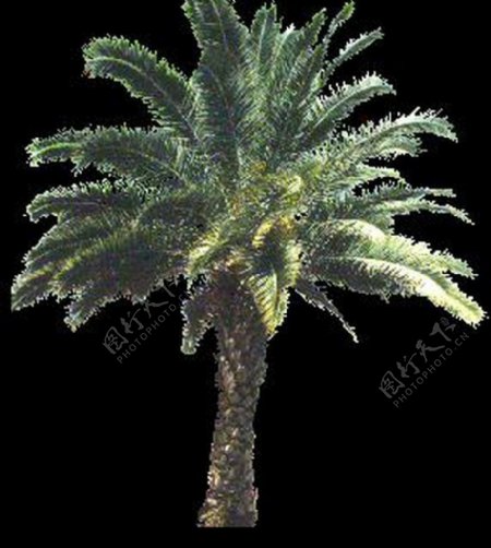 棕榈及椰树0035