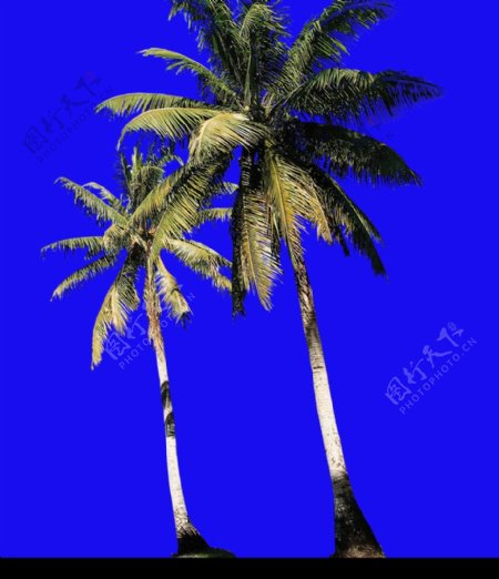 棕榈及椰树0038