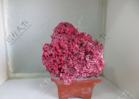 工艺品红珊瑚