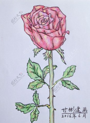 玫瑰花钢笔彩铅画