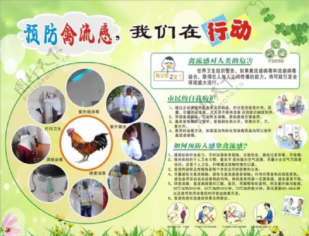 预防禽流感展板