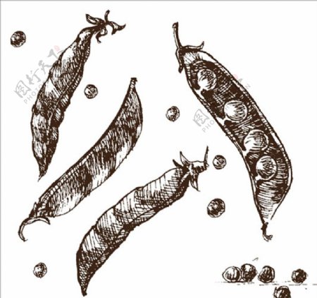 手绘素描豌豆插图