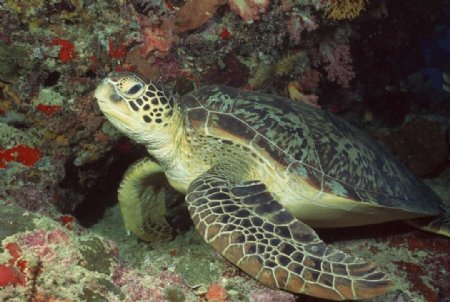 海底摄影海龟摄影图片下载