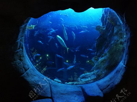 海底世界海洋生物鱼群奇观
