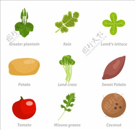 常见健康的蔬菜
