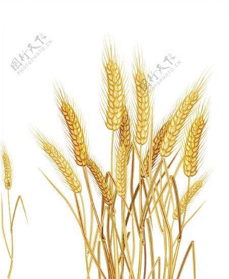 卡通小麦矢量小麦