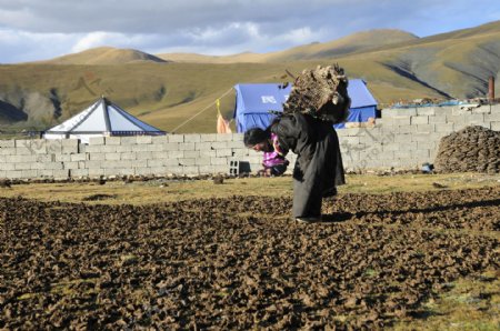 藏民农活