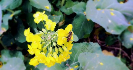 蜜蜂与油菜花的故事