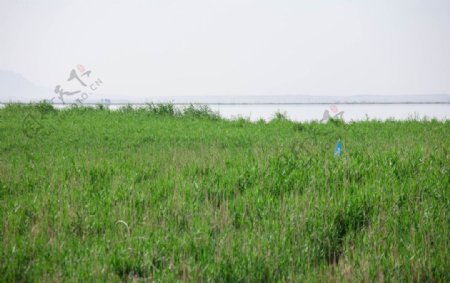 可鲁克湖岸边的水草