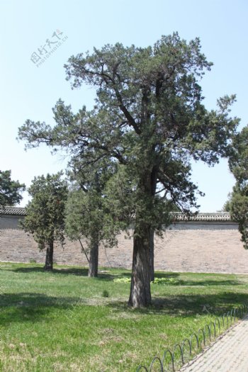 天坛公园古树