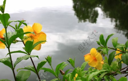 湖边花朵