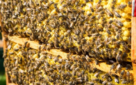 蜂巢里的蜂蜜