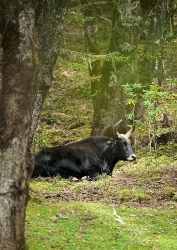 森林中休憩的牛