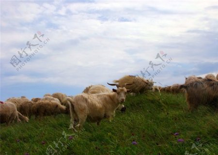 空中草原的羊群