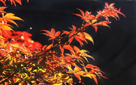 天平山红枫