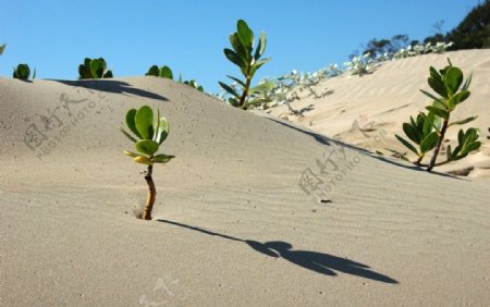 沙漠中的小树苗