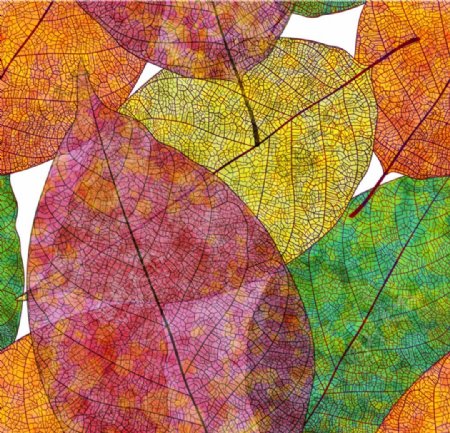 彩色秋叶背景矢量素材