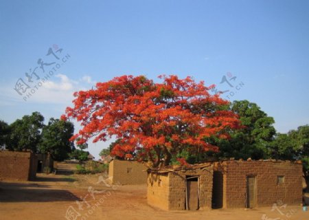 非洲凤凰树