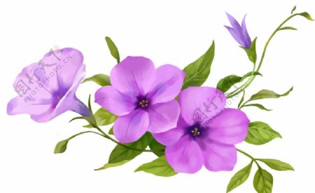 唯美手绘紫色花朵