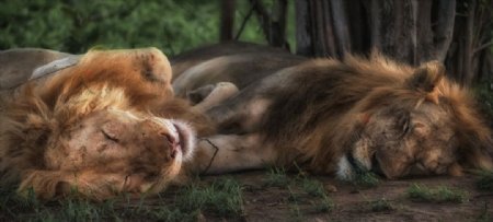 熟睡的狮子