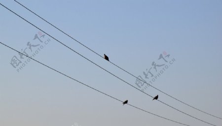 电线和鸽子图片素材