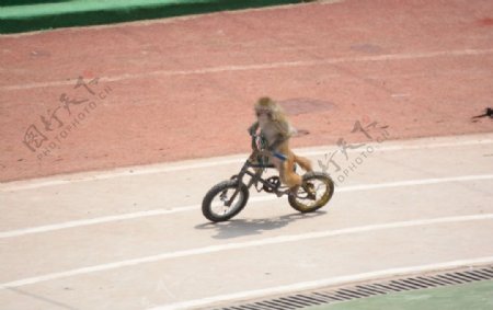 小猴子骑自行车