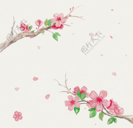 手绘水彩樱花花枝插图