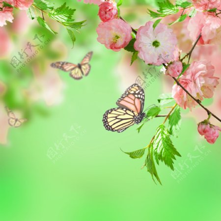 鲜花蝴蝶梦幻背景素材图片