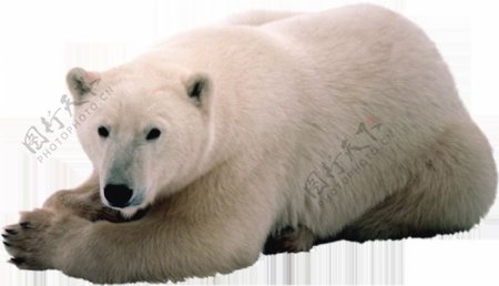 北极熊免抠png透明图层素材