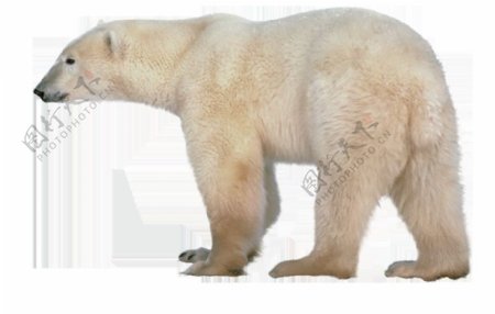 走路的北极熊免抠png透明图层素材