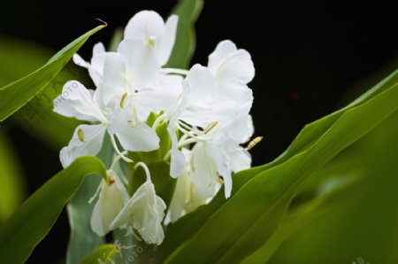 绿叶衬托白色花朵图片