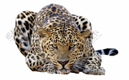 趴着睡觉的美洲豹免抠png透明图层素材
