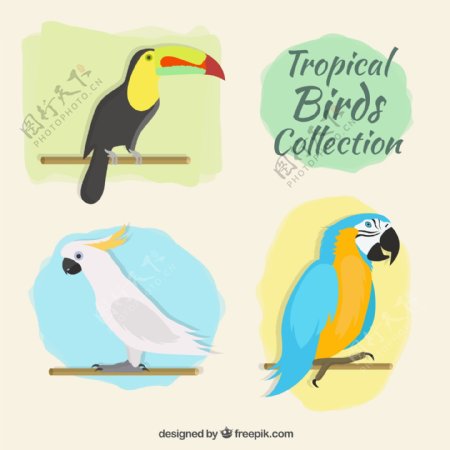 彩色热带鸟类矢量