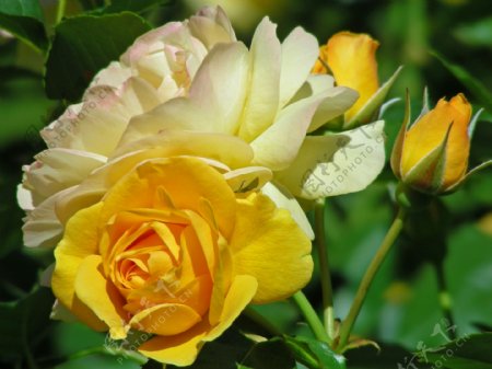 白色玫瑰花与黄色玫瑰花图片