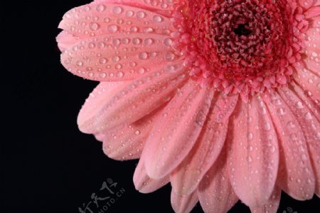 粉色非洲菊图片